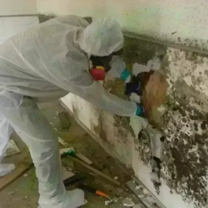 Mold Remediation and Removal in Forman, ND